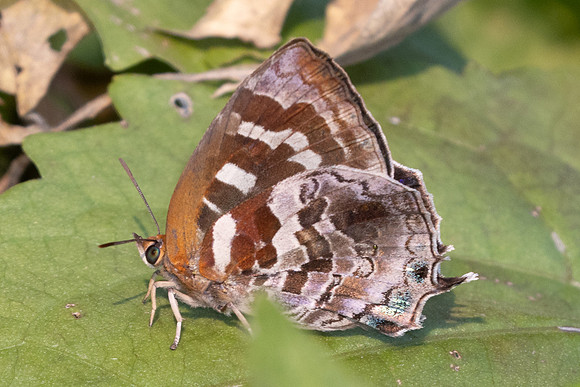 Flos asoka-6731 - Doi-Suthep - 28/03/24
