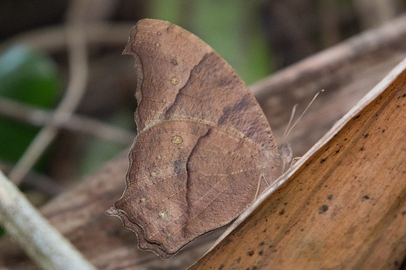 Melanitis zitenius auletes-1778 - Chiang Dao - 15/11/23