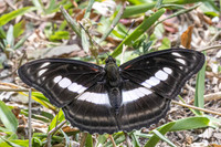 Athyma selenophora-4005 -Huai Sai Lueang Waterfall (1040m) - 23/03/25