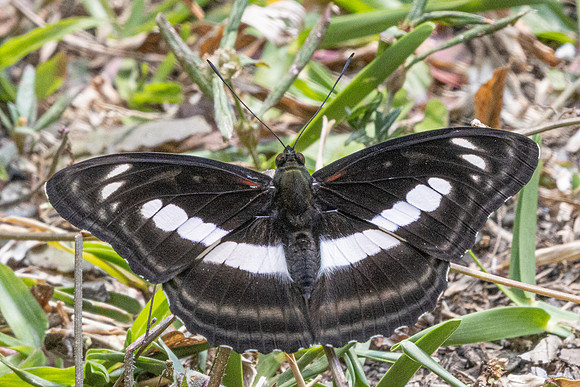 Athyma selenophora-4005 -Huai Sai Lueang Waterfall (1040m) - 23/03/25