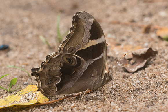 Lethe europa-4114 - Chiang dao - 12/03/23