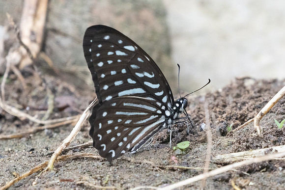Graphium megarus-9509