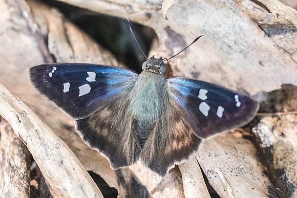 Polygonus manueli-5806