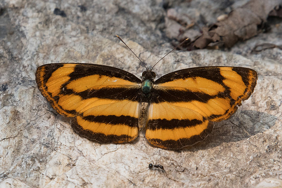 Pantoporia hordonia hordonia-3323 - Doi Suthep - 8/03/23