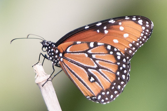 danaus gilippus-3284