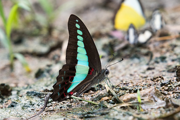 Graphium sarpedon-Chiang  Dao - 14/11/23 - 8283