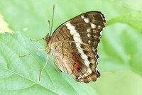 Anartia fatima-0851