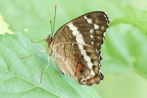 Anartia fatima-0851