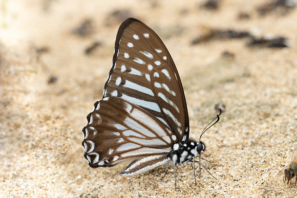 Graphium macareus-3554 - Chiang Dao - 19/03/24