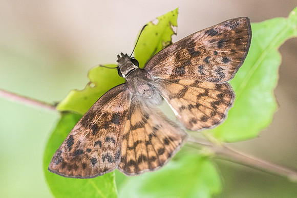 Timochares ruptifasciata-5742