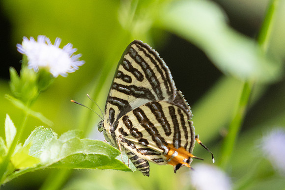 Cigaritis syama-0745
