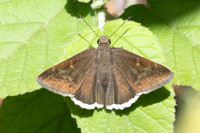 Achalarus toxeus-1458 - Barichara - 8/06/24