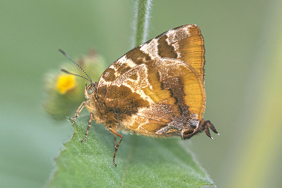 Arawacus ellida-0694- Barichara - 7/06/24