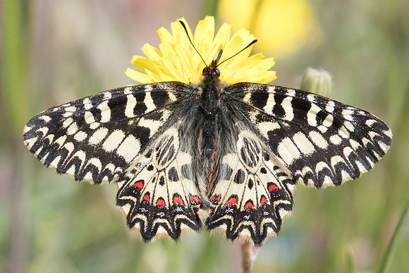 Zerynthia polyxema-3352 - Ponteves - 18/04/19