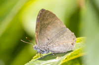 Poritia erycinoides id --5122