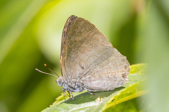 Poritia erycinoides id --5122