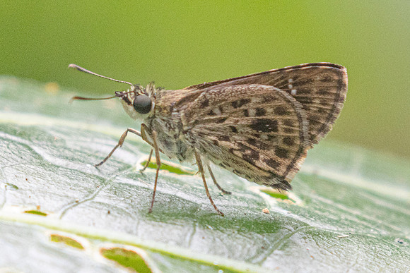 Halpemorpha albipectus-2406 - Chiang Dao - 20/03/25