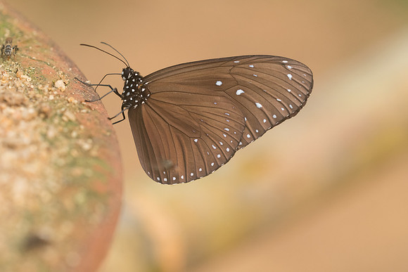 Euploea mulciber mulciber -2946 Chiang Dao - 12/03/23