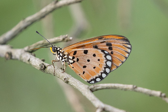 Acraea terpsicore-0801 - Sepang - 15/03/25