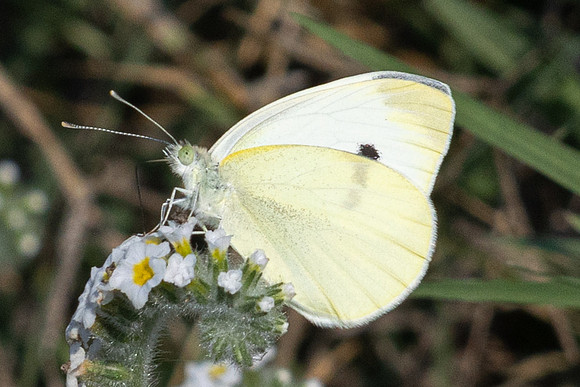 Pieris rapae-1699