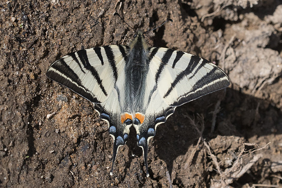 Iphiclides podalirius-0835 - Alexandroupoli - 8/04/22