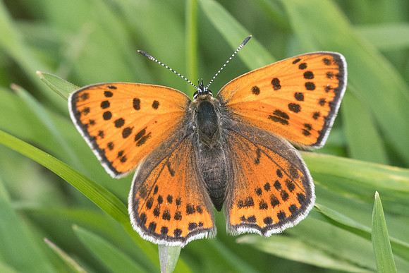 Lycaena thersamon-0559