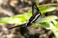 Lamproptera curius-5209 - Doi-Inthanon - 26/03/25