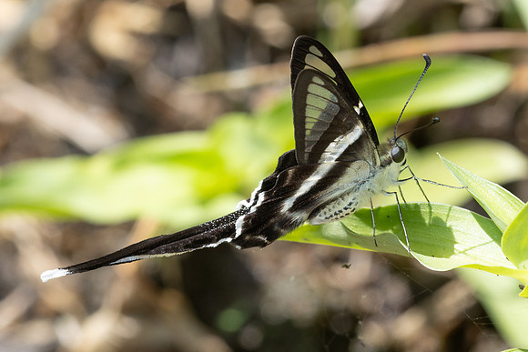 Lamproptera curius-5209 - Doi-Inthanon - 26/03/25