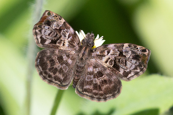 Gorgythion beggina-4377 - Barichara - 10/06/24