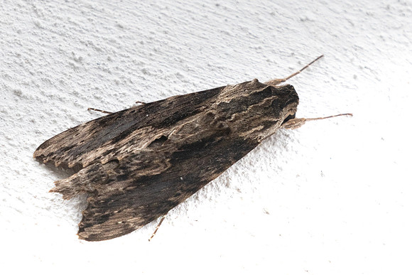 Erinnyis oenotrus-6166