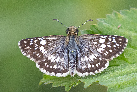 Burnsius adepta-0112