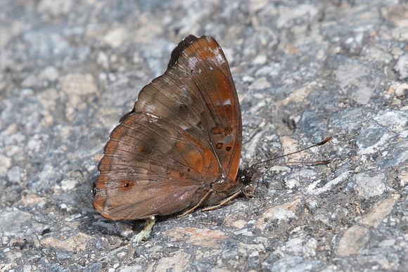 Rohana parisatis pseudosiamensis-8151 - Chiang Dao - 14/11/23