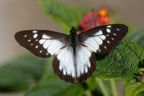 Catasticta prioneris-6427 - Salento - 17/06/24