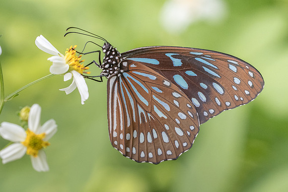Tirumala septentrionis-4442 - Krabi - 22/11/23