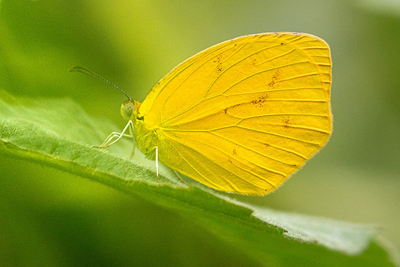 Pyrisitia proterpia-2498  - Barichara - 9/06/24