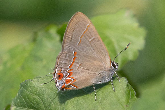 Calycopis origo - 5068 - Jardin - 14/06/24