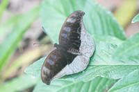Cynitia cocytus-2668 - Chiang Dao - 15/11/23
