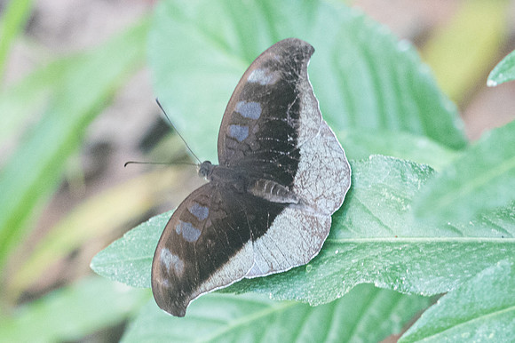 Cynitia cocytus-2668 - Chiang Dao - 15/11/23