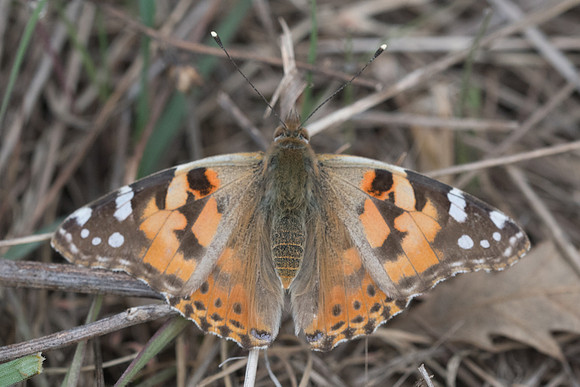 Vanessa cardui-2706