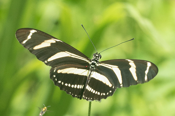 Heliconius charithonia-4077