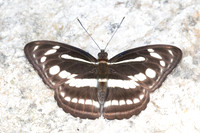 Athyma pravara-4813 - Doi Inthanon - 25/03/25