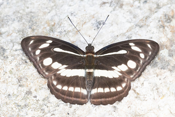 Athyma pravara-4813 - Doi Inthanon - 25/03/25