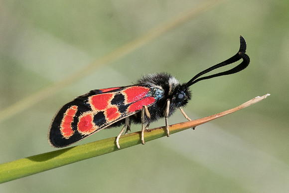 Zygaena carniolica ssp diniensis-0544 - Gréolières les neiges - 27/06/20