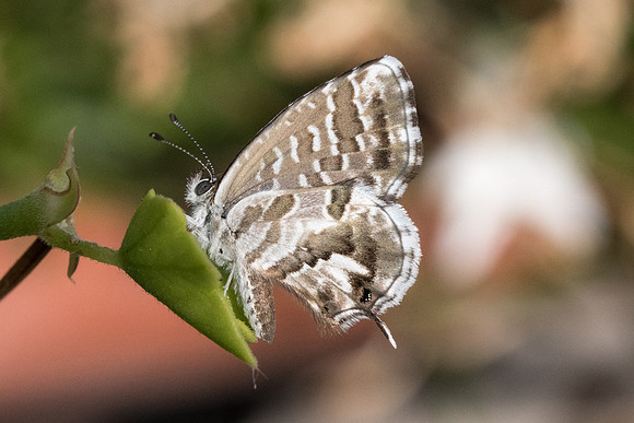 Cacyreus marshalli-9573