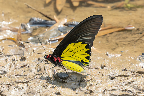 Troides helena-2692