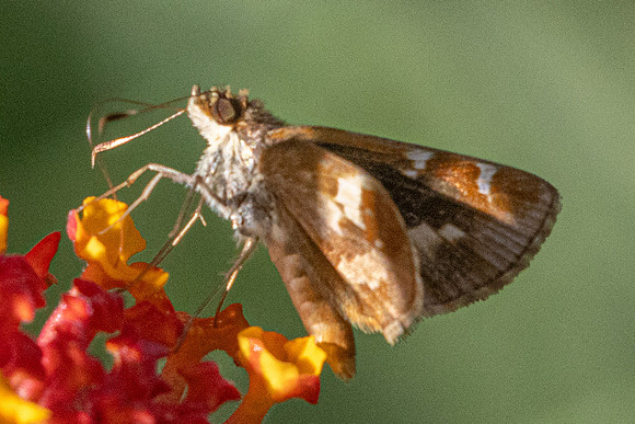 Monca crispinus -4126 - Barichara - 10/06/24