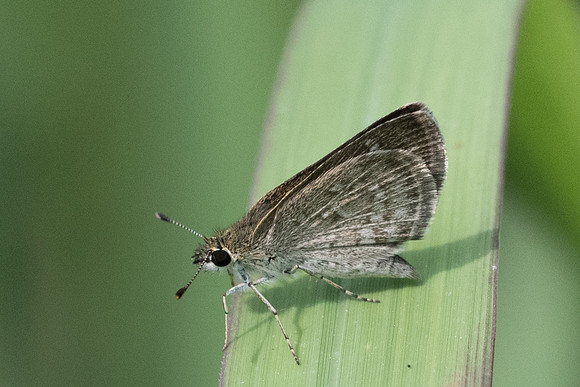 Aeromachus pygmaeus-2592 - Chiang Rai - 18/11/23
