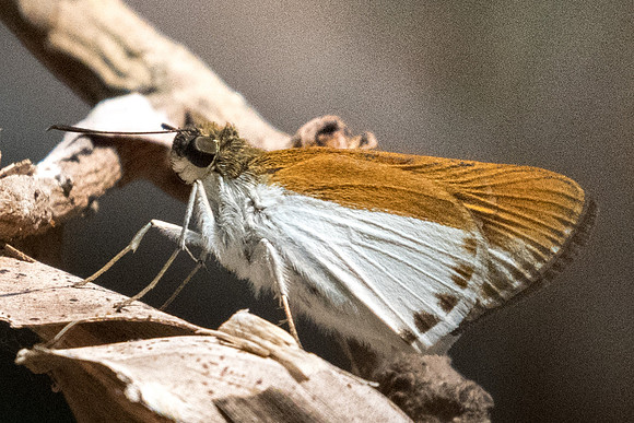 Iton semamora-4768 - Doi Suthep - 9/03/23