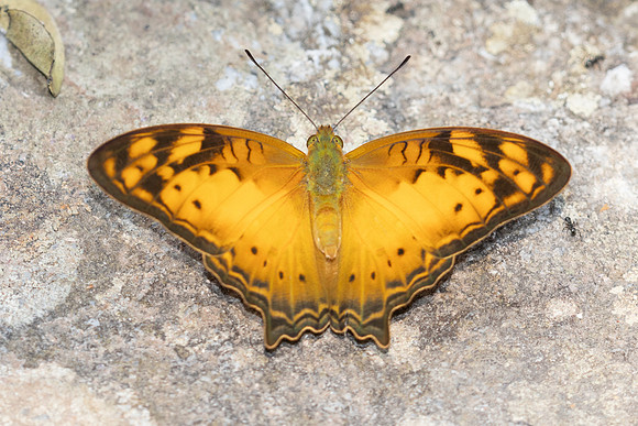 Vagrans sinha-6474