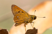 Polytremis eltola-3747- Doi Inthanon - 23/03/25